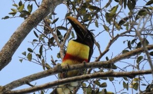Hoy se conmemora el Día Mundial de la Vida Silvestre
