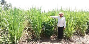 Avance positivo del cultivo de caña de azúcar en Arroyos y Esteros - Nacionales - ABC Color