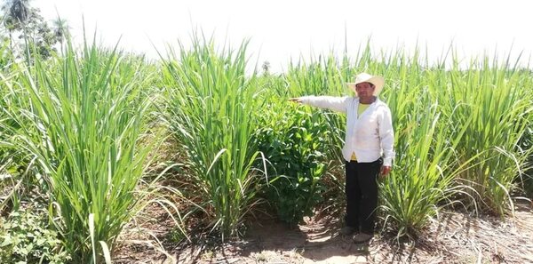 Avance positivo del cultivo de caña de azúcar en Arroyos y Esteros - Nacionales - ABC Color