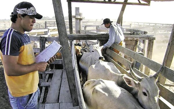 Vacunación del ganado: Ampliaron por dos semanas campañas antiaftosa y antibrucelosis - Nacionales - ABC Color
