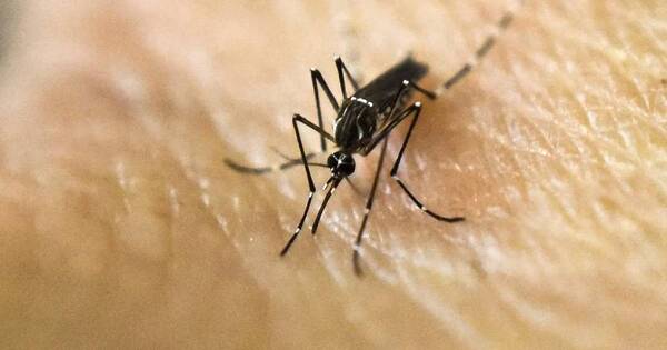 La Nación / Chikungunya en Alto Paraná: están internados dos niños y catorce embarazadas
