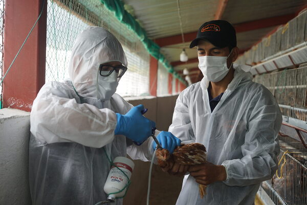 Ecuador comienza la vacunación contra la gripe aviar con cuatro millones de dosis - MarketData