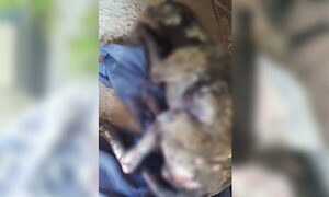 Indignación: ¡derramó nafta a su perrito y le prendió fuego!