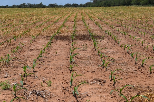 Grupo de inversores argentinos exploran potencial agrícola del Chaco