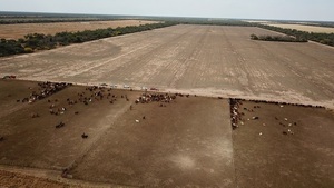 “Aunque los números son finos, en tres años malos en el Chaco nos salvó la ganadería”, dijo el Gerente de Grupo Casado