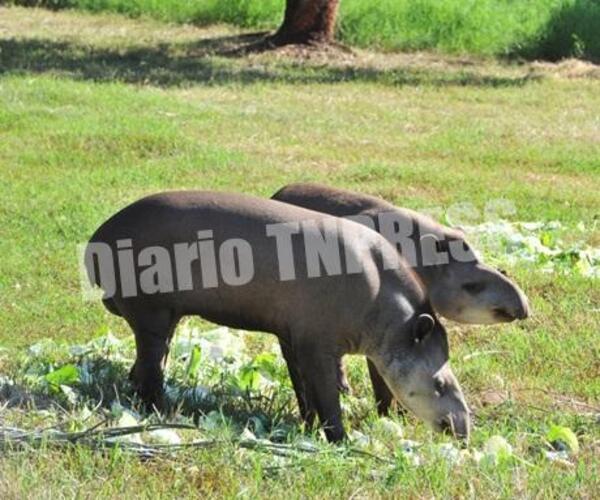 ITAIPU reafirma su compromiso para la conservación de las especies – Diario TNPRESS