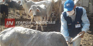 ALGUNOS ANIMALES VACUNOS EVIDENCIAN UNA REACCIÓN ALERGICA A UNA VACUNA CONTRA LA AFTOSA - Itapúa Noticias
