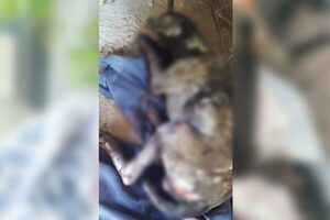 Indignación: ¡derramó nafta a su perrito y le prendió fuego! - Noticiero Paraguay