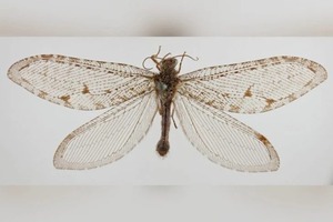 Hallan insecto volador gigante que pertenece a una especie de la era Jurásica - Megacadena — Últimas Noticias de Paraguay