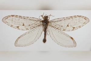 Hallan insecto volador gigante que pertenece a una especie de la era Jurásica - Megacadena — Últimas Noticias de Paraguay