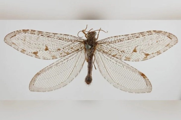 Hallan insecto volador gigante que pertenece a una especie de la era Jurásica - Megacadena — Últimas Noticias de Paraguay