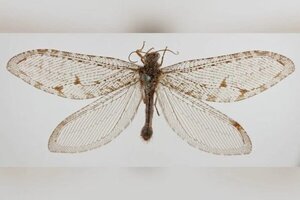 Hallan insecto volador gigante que pertenece a una especie de la era Jurásica