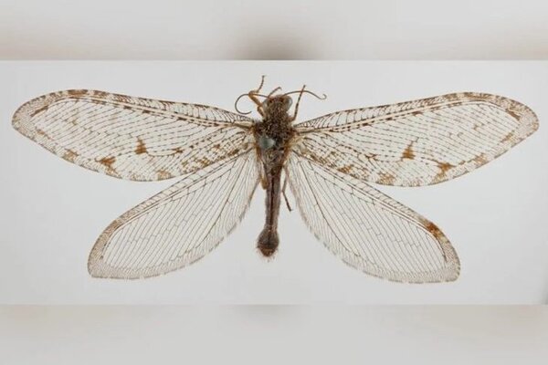 Hallan insecto volador gigante que pertenece a una especie de la era Jurásica