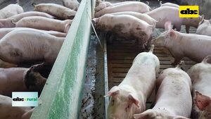 Video: unidad de engorde de cerdos y manejo del maíz - ABC Rural - ABC Color