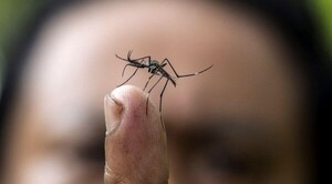 Diario HOY | Chikunguña muestra dispersión en todo el país con 97% de los casos registrados