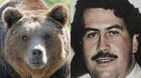Pablo Escobar y la verdadera historia criminal del oso cocainómano