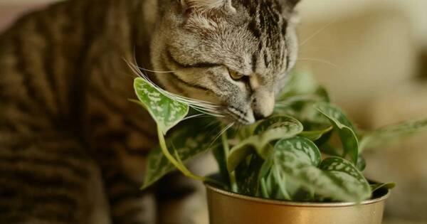 La Nación / Cómo mantener a los gatos fuera de tu jardín