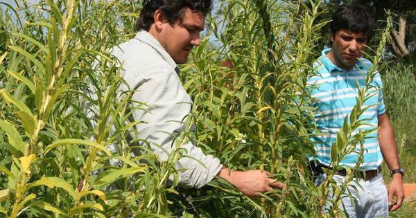La Nación / Fomentarán importación y producción de semillas de abono verde