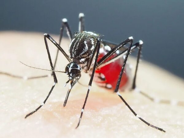 Chikunguña: lo que debés saber del mosquito Aedes Aegypti - Nacionales - ABC Color
