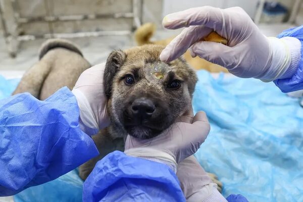 Rescatan a perro en Turquía tres semanas después de terremoto - Mascotas - ABC Color