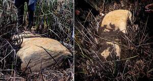 La Nación / Descubren nuevo moái en una laguna seca de Isla de Pascua