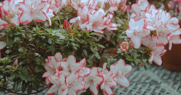 La Nación / Azalea: ¿cuáles son los cuidados que necesita esta planta?