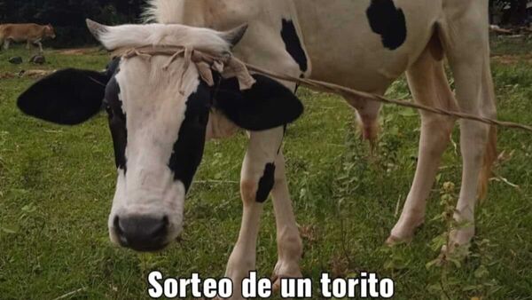Sortean un torito para comprar uniforme a estudiante