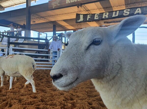 Hoy lunes, Ferusa remata genética Texel y Hampshire en “Integración Élite 7×3”