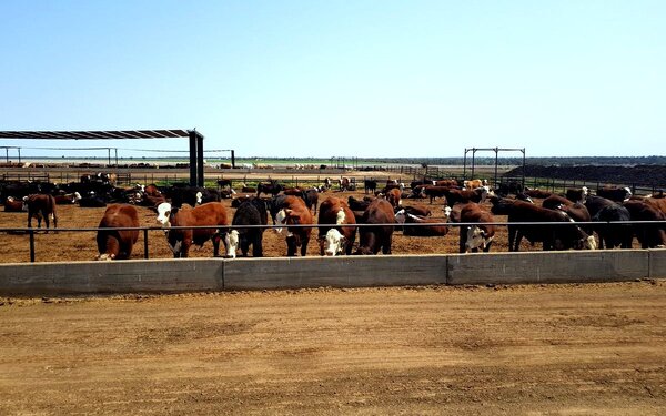 Australia: ganado de corral alcanza un récord y es casi la mitad de la faena