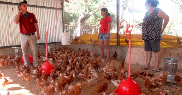 La Nación / Sector avícola local monitorea aves de traspatio ante casos de gripe aviar en Argentina