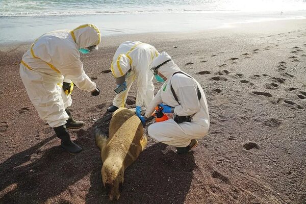 Lobos marinos muertos en Perú suman casi 3.500 por presunta gripe aviar - Ciencia - ABC Color