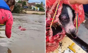 Turistas rescataron a una cachorrita que fue arrojada a un río - OviedoPress