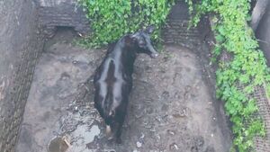 Rescatan a vaca que se cayó en un pozo