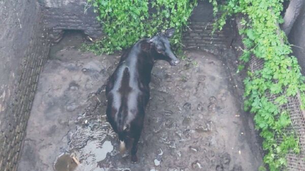 Rescatan a vaca que se cayó en un pozo