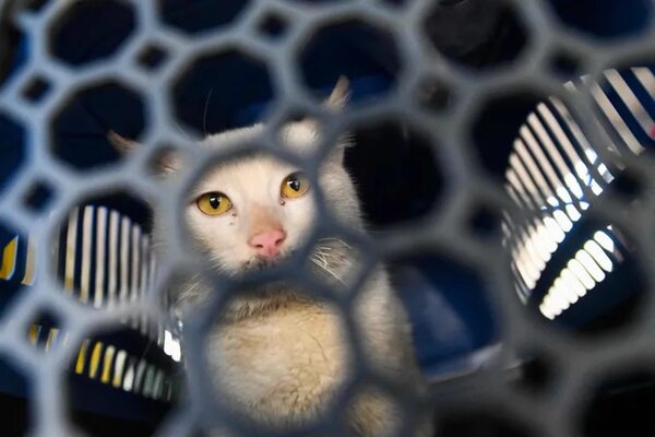 Gatos en un avión rumbo a Europa - Mascotas - ABC Color