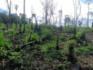 Destruyen más de 100 toneladas de marihuana en Amambay