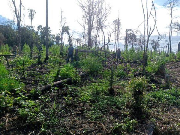 Destruyen más de 100 toneladas de marihuana en Amambay