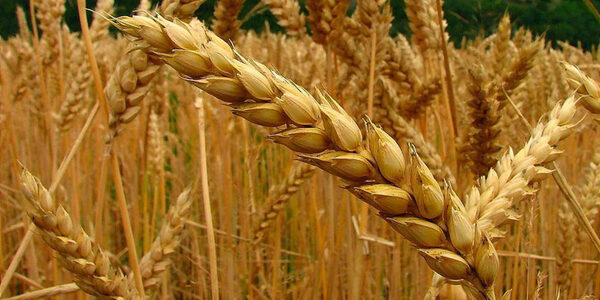 Brasil aprueba el cultivo, la importación y la venta de trigo transgénico - Revista PLUS