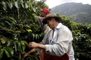 Colombia cierra en febrero con un aumento del 10 % en la producción de café - MarketData