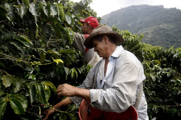 Colombia cierra en febrero con un aumento del 10 % en la producción de café - MarketData