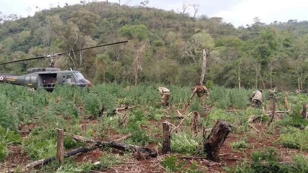 Unas 120 toneladas de marihuana destruidas por la SENAD | 1000 Noticias