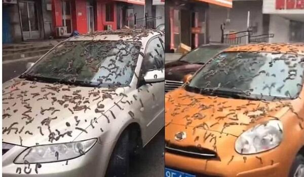 La misteriosa “lluvia de gusanos” China: Esto es todo lo que sabemos