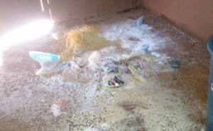 Hurtan mercaderías para el almuerzo escolar en Itakyry