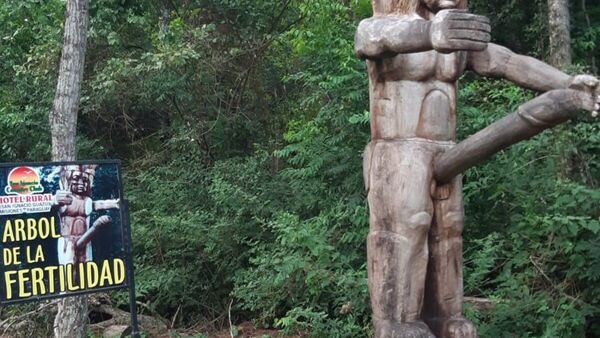 El árbol de la fertilidad y su miembro de un metro es sensación en Misiones