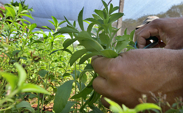 Proyectan construcción de una planta cristalizadora de stevia en Mallorquín - La Clave