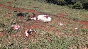 Cuatreros faenan dos animales vacunos en propiedad de Itakyry - La Clave