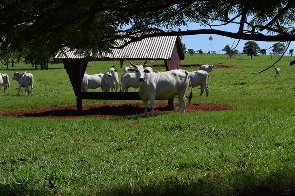 Mercado del gordo “sin movimiento de precio” y con “pocas operaciones”
