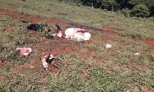 Abigeos faenan vacas en Itakyry