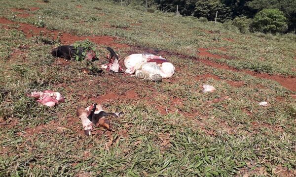 Abigeos faenan vacas en Itakyry