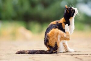 Parásitos que pueden ocasionar estragos en animales domésticos - Mascotas - ABC Color